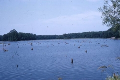 millsboro pond, low water, sep 58